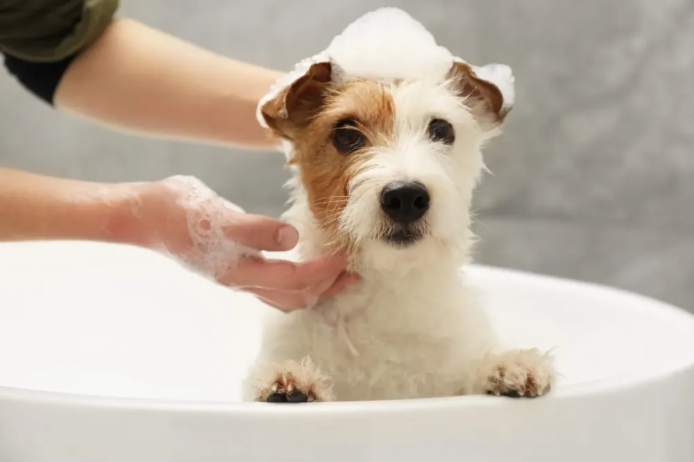 Toilettage à Viriville