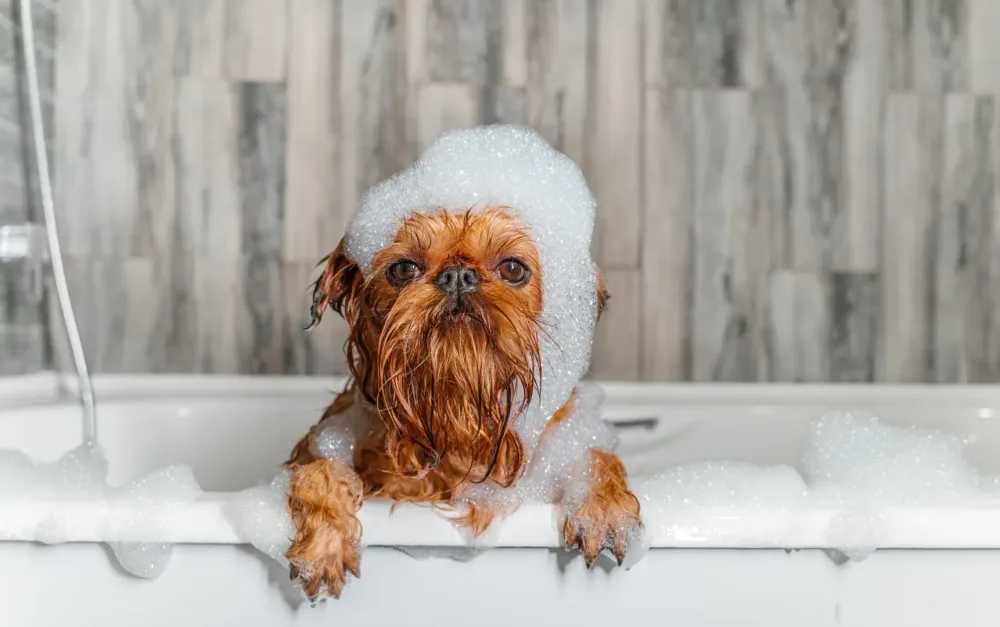 Toilettage chien à Viriville