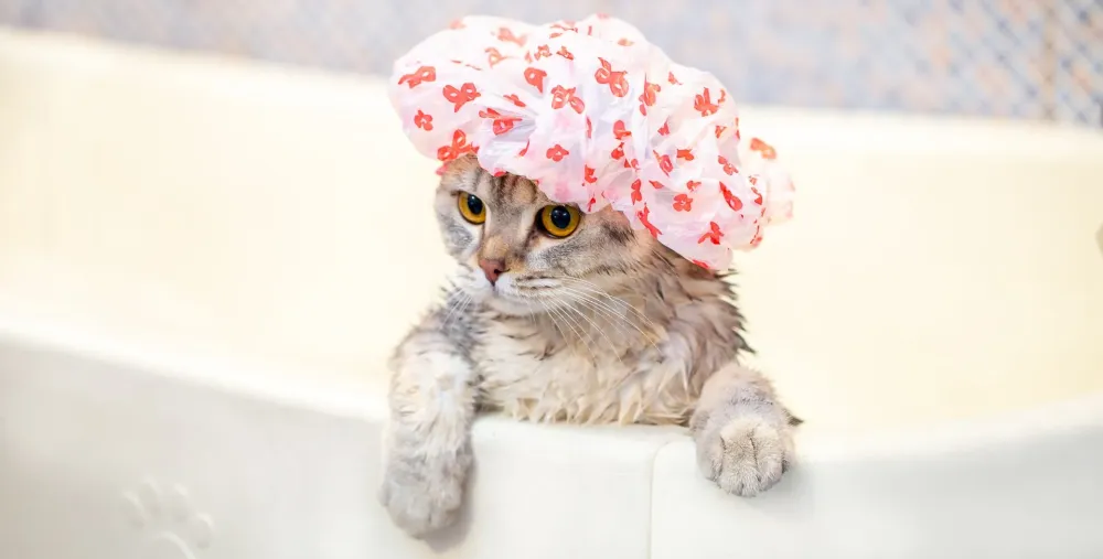 Toilettage chat à Viriville