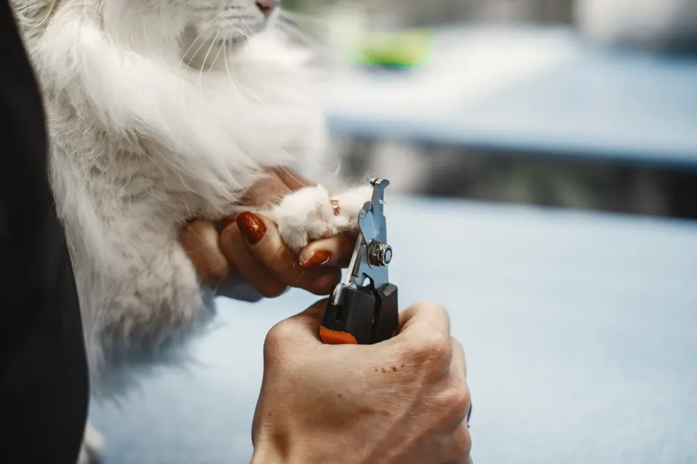 Toiletteur chat à Viriville