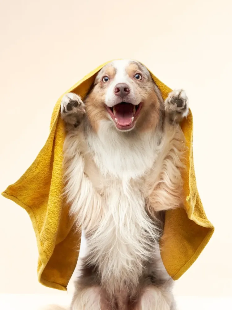 Toiletteur chien à Viriville