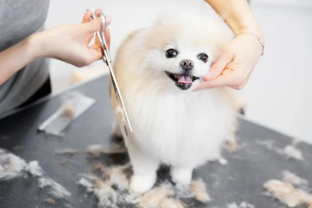 coupe-ciseau-chien