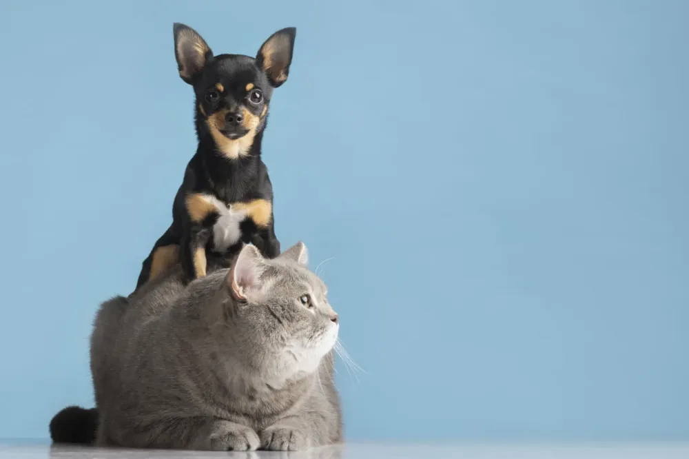 chat-et-chien