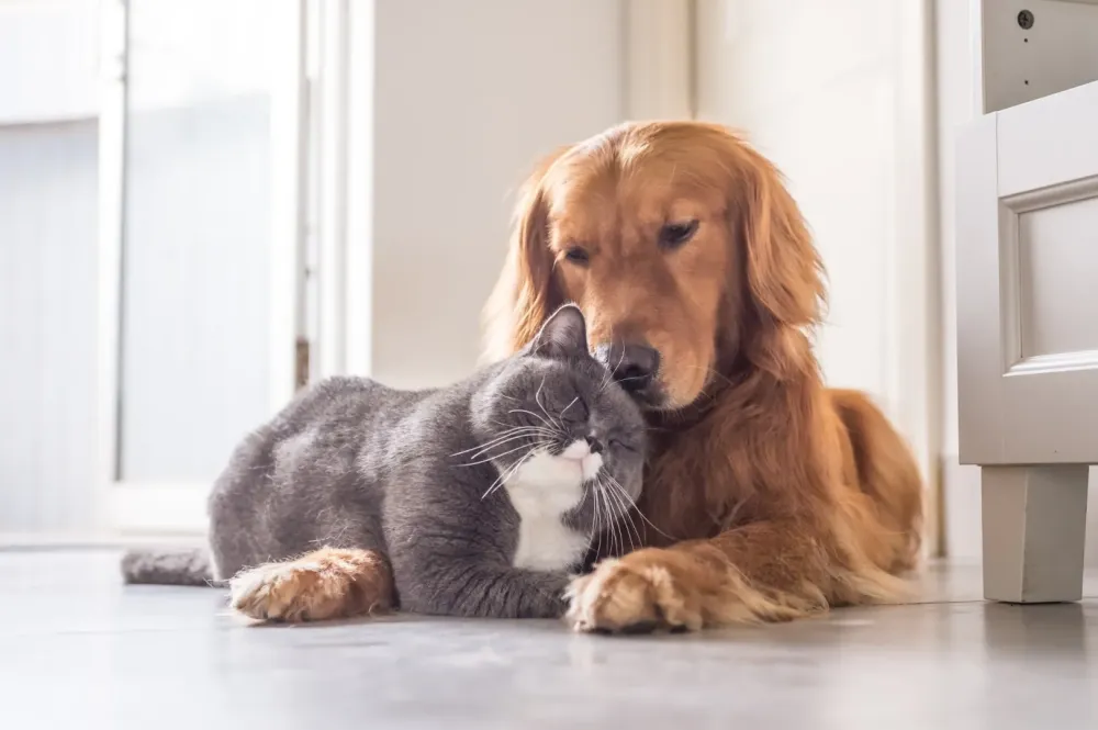 chien-et-chat-toilettage