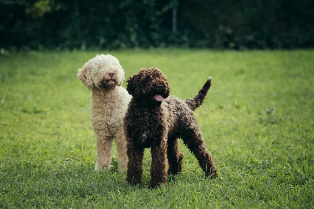 Lagotto-Romagnolo